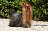 YORKSHIRE TERRIER 461